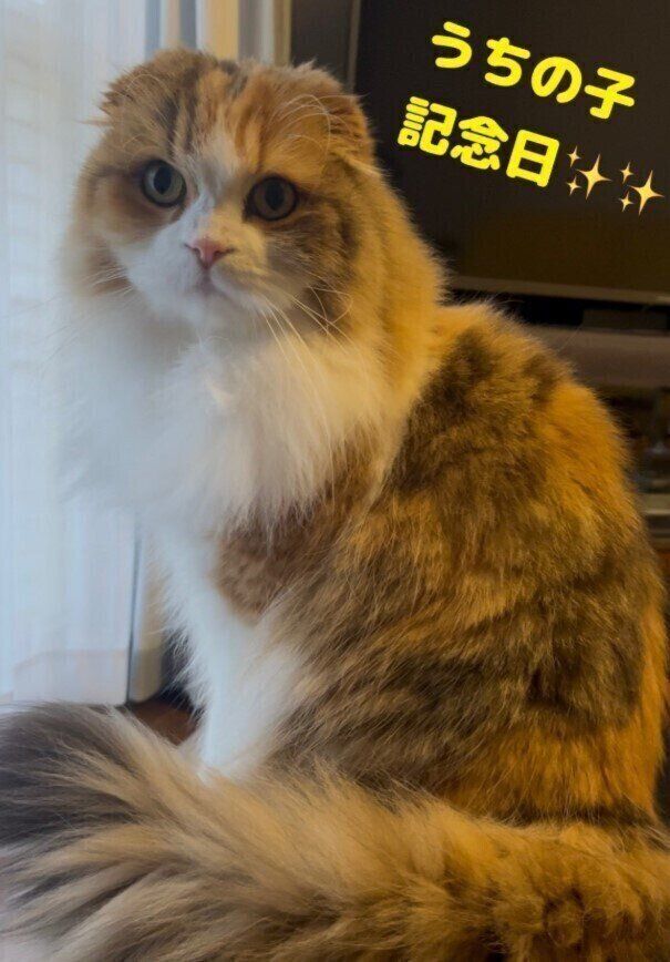 5才4カ月のスコティッシュフォールド