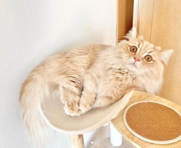 くつろぐモニくん