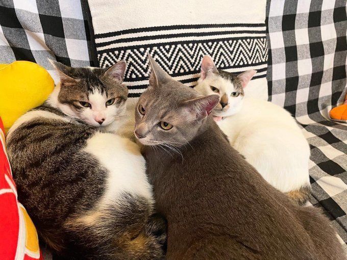 くつろいでいる3匹の猫