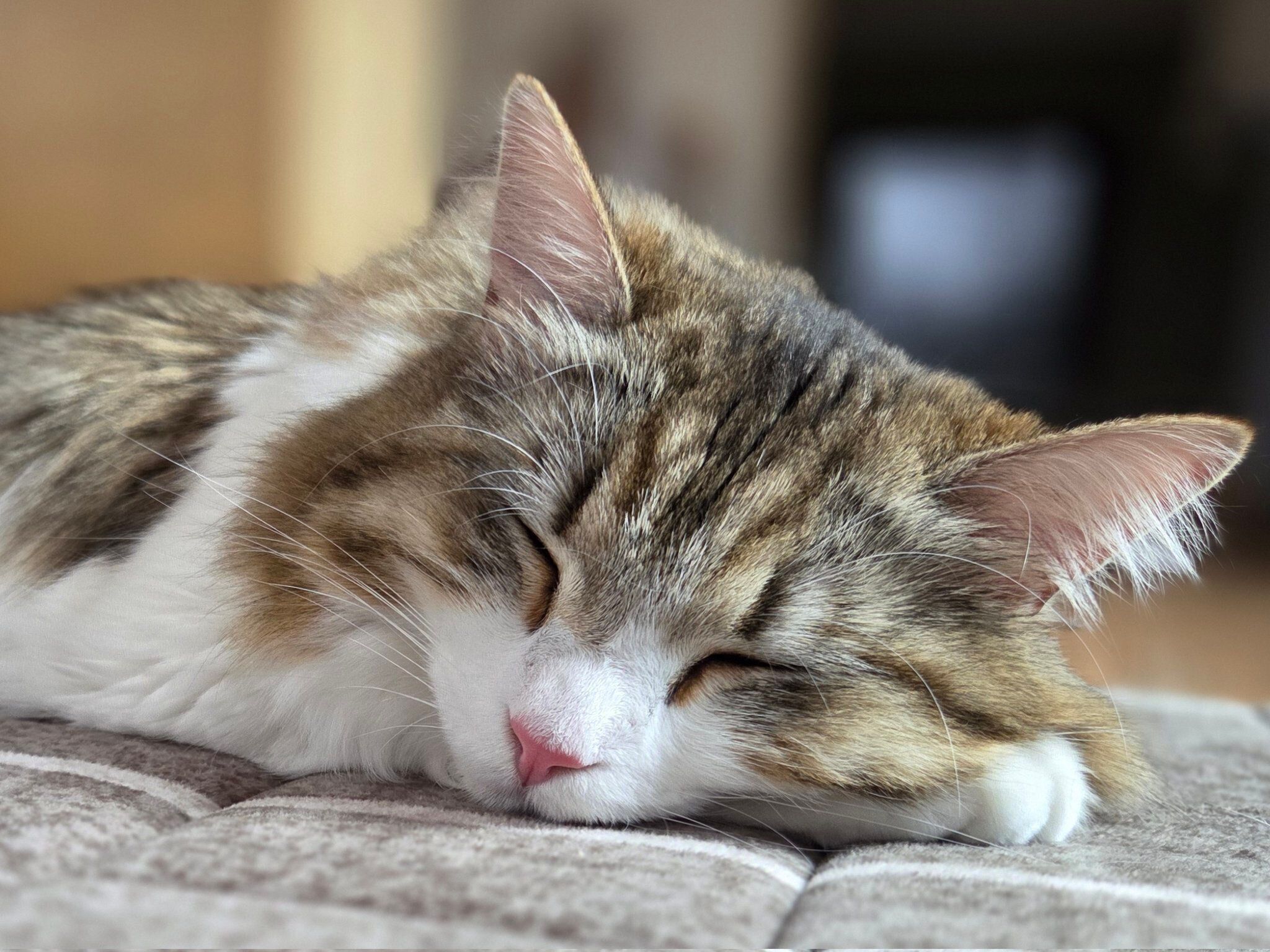 「天使の寝顔」を見せるびびちゃん