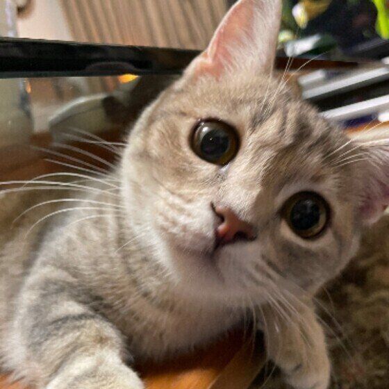 見つめるマンチカン