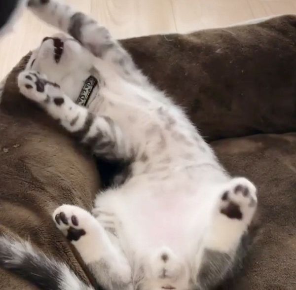 じゃれ合うボストン・テリアとスコティッシュフォールド