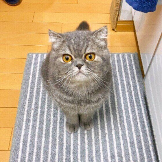 エキゾチックショートヘアのカイルちゃん