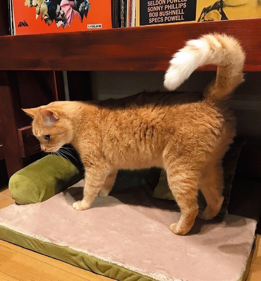 画像／ねこのきもち2019年6月号『ねこの病気、そこが知りたい！』