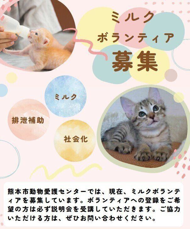 各種チラシをつくって呼びかけている。乳飲み子猫はミルクボランティアのほか、職員が家に連れて帰ってお世話することも多い