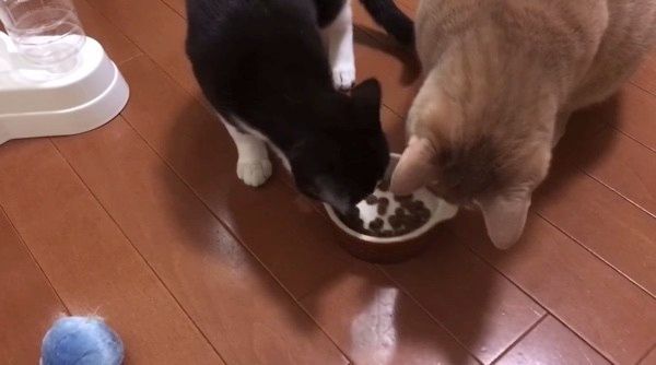 好奇心旺盛な猫