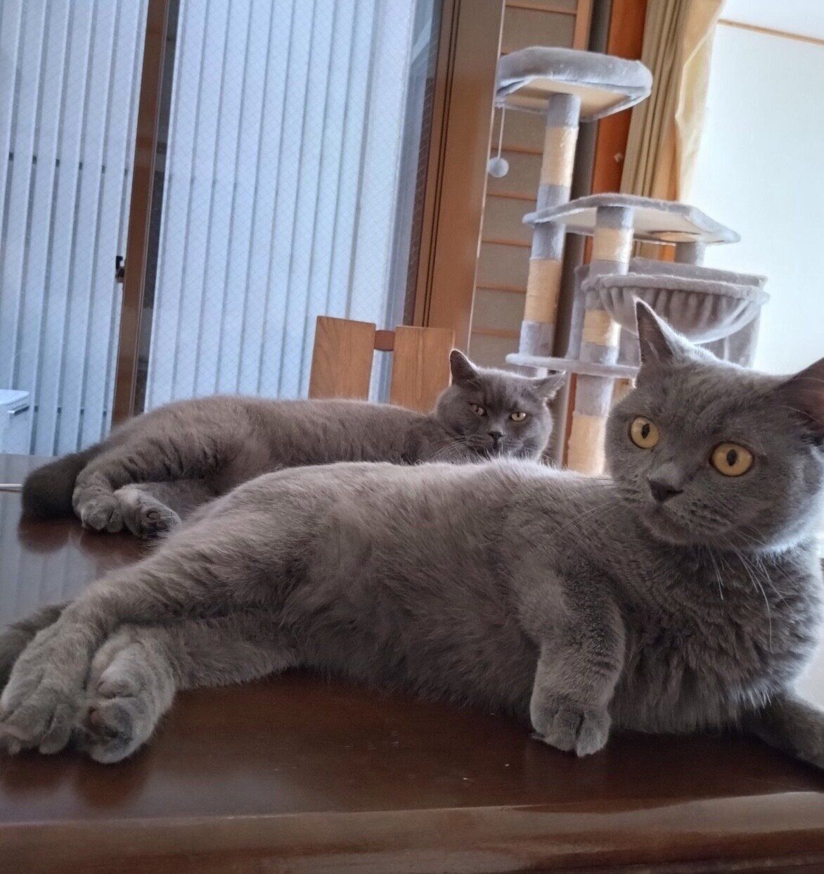 くつろぐぶりきちくん、ももちゃん