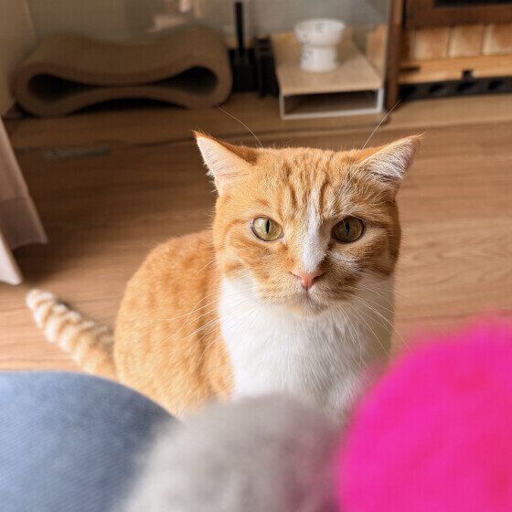 前をじっと見つめるマンチカン
