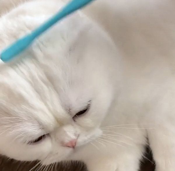 歯ブラシマッサージをするスコティッシュフォールド