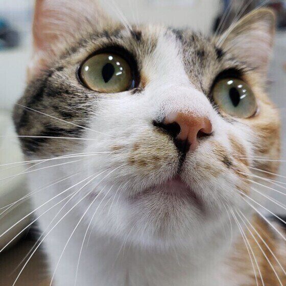 Mix（ミケ）のルビィちゃん♪