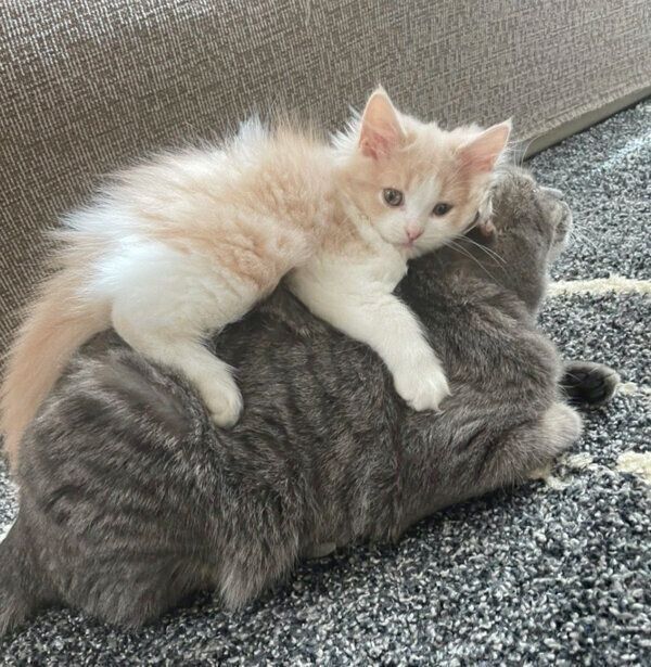 凛太郎くんの背中に乗る和音ちゃん