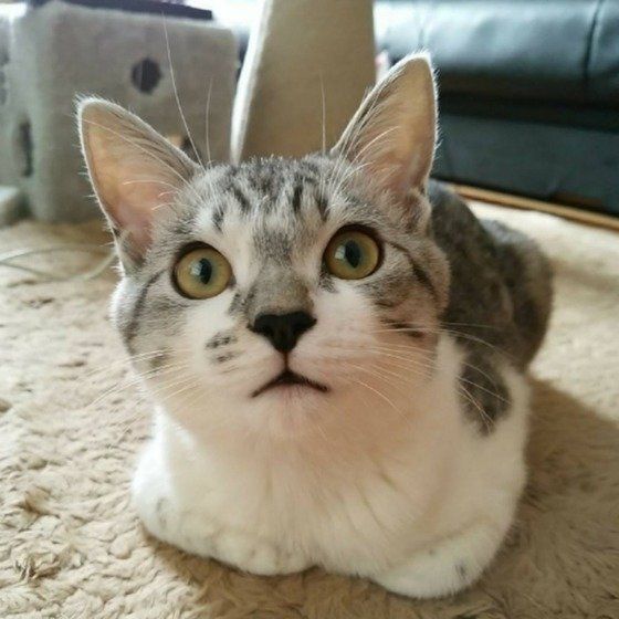 かわいく見つめる猫