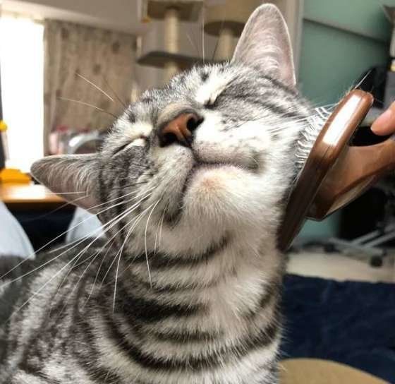 ブラッシングされるアメリカンショートヘアのみゃー