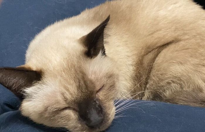 ビーズクッションで眠る猫