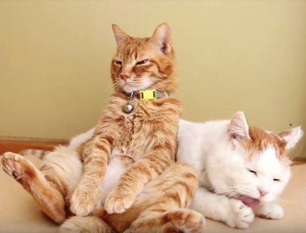 うたたねニャンズ