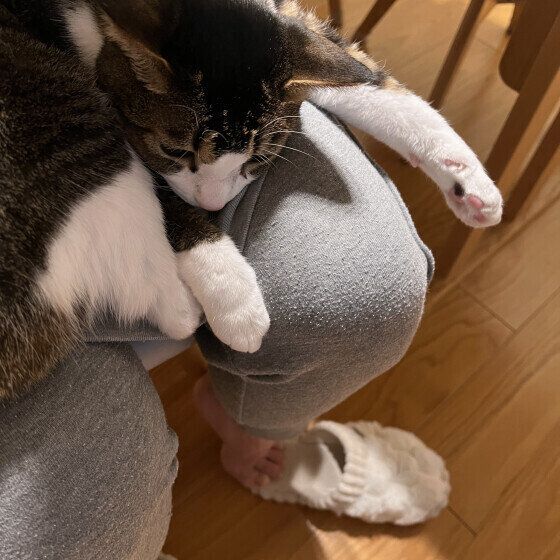 ひざの上にのるキジトラ猫