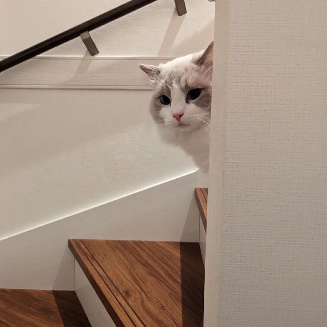 『だるまさんがころんだ』をするアモルくん