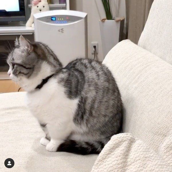 マンチカンのこまるちゃん