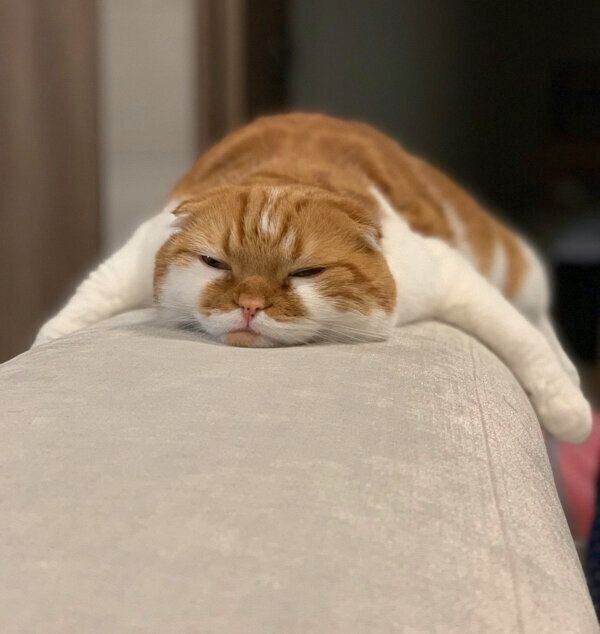 くつろぐむぎくん