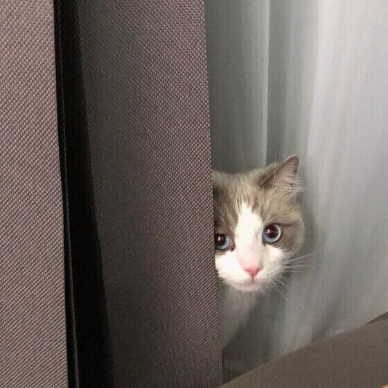 ラグドール つくしくん