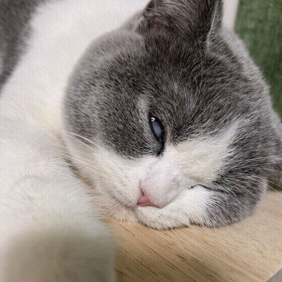 白目で爆睡するブリティッシュショートヘア