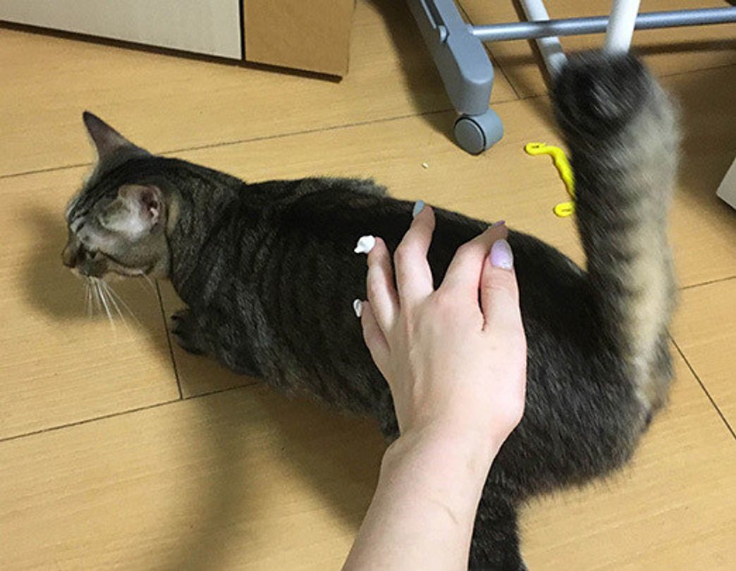 お尻を高く上げる猫達のメッセージ 残念なイケメン猫 揺るぎなきセツstyle Vol 81 ねこのきもちweb Magazine お尻を高く上げる猫達のメッセージ 残念なイケメン猫 揺るぎなきセツstyle Vol 81 ねこのきもちweb Magazine