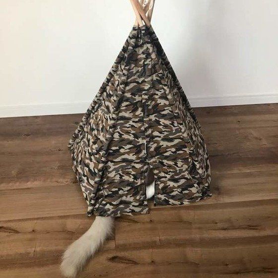 しっぽが出ている猫