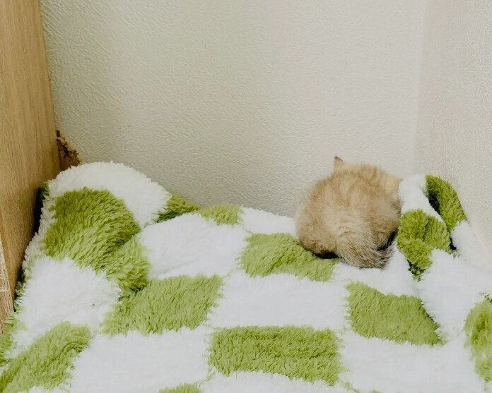 隅っこで寝ている猫