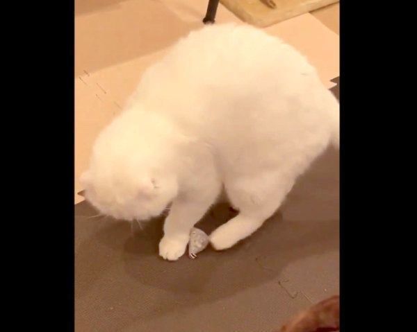 おもちゃを後ろ左足で蹴るむくちゃん