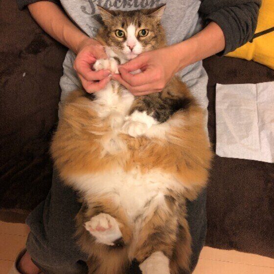 爪切りをされるノルウェージアンフォレストキャット