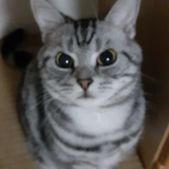 遊びのおねだり中（アメリカンショートヘア、オス）