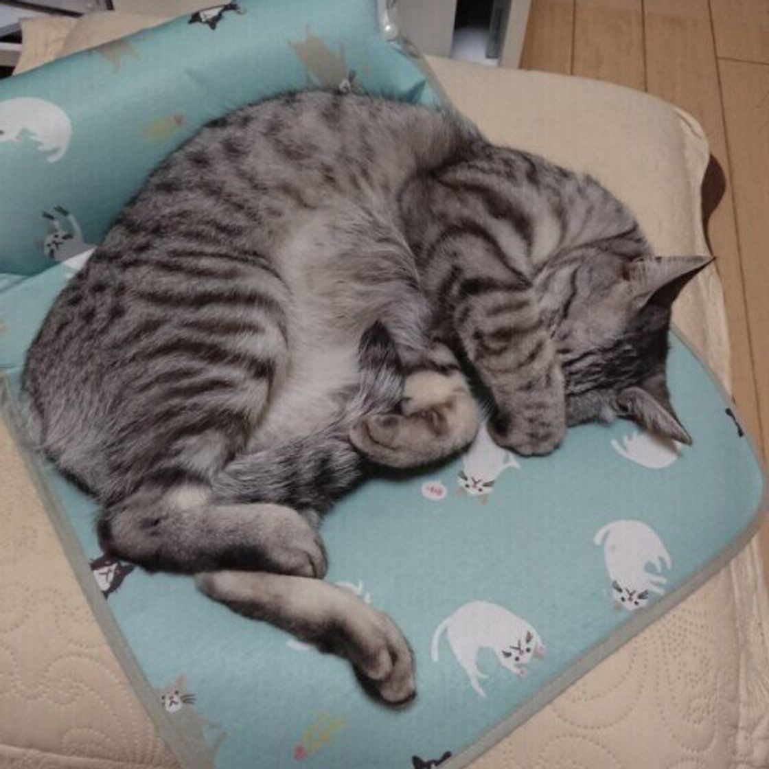 かわいいけれど理由がある 猫が顔を隠すしぐさをする心理 ねこのきもちweb Magazine かわいいけれど理由がある 猫が顔を隠すしぐさをする心理 ねこのきもちweb Magazine