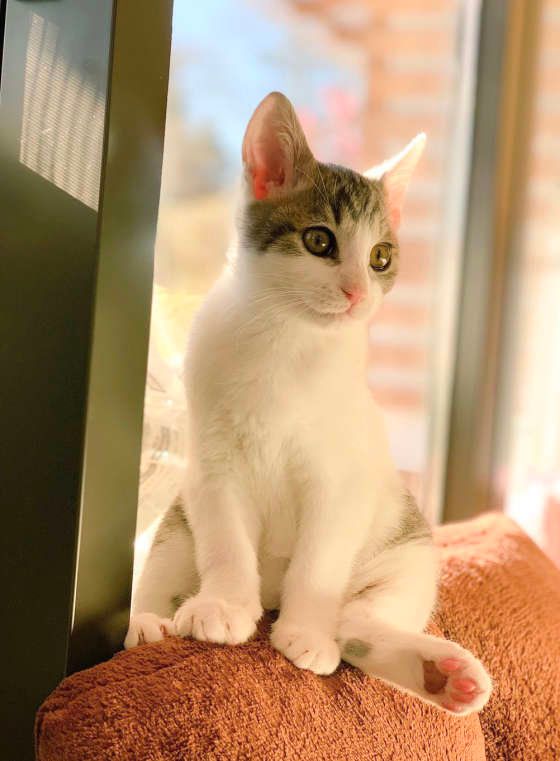 オスワリする猫