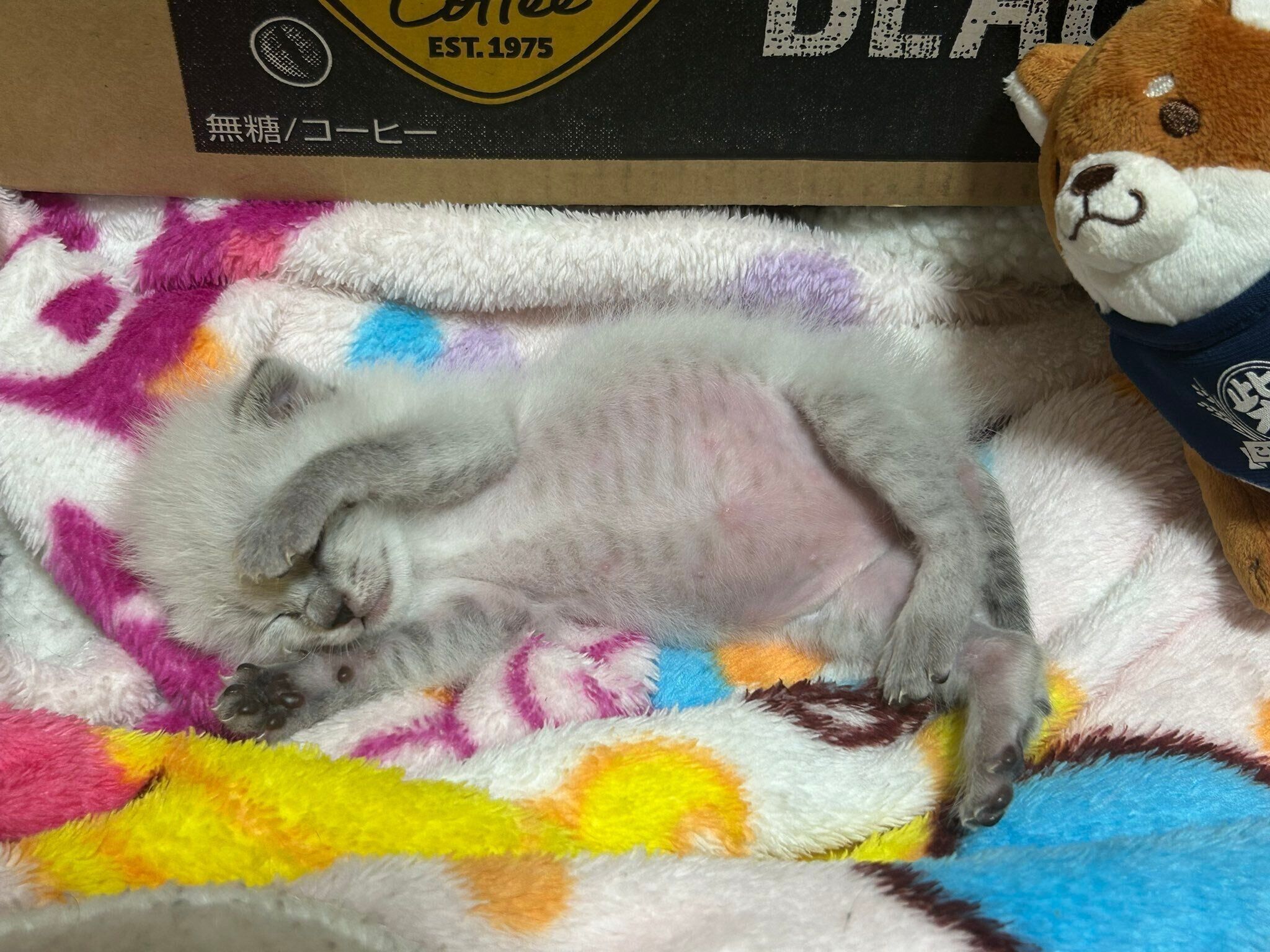 保護したばかりのころのゆりちゃん