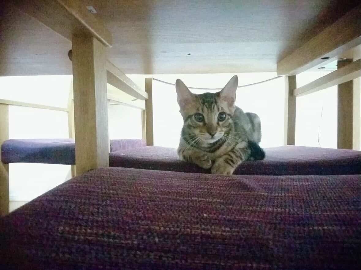 生後3カ月頃のベンガル