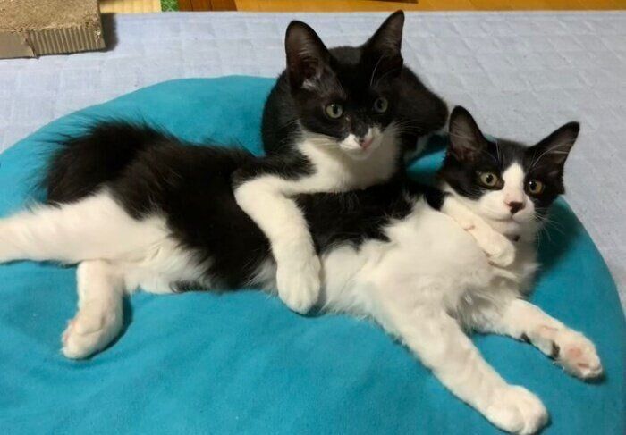 寝そべるフクくん（手前）とヤンくん（後ろ）