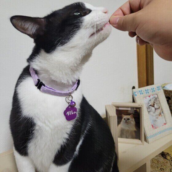 おやつをもらうダルくん（MIX）