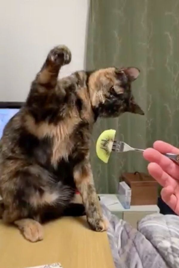 キウイを見てビビるアズメちゃん