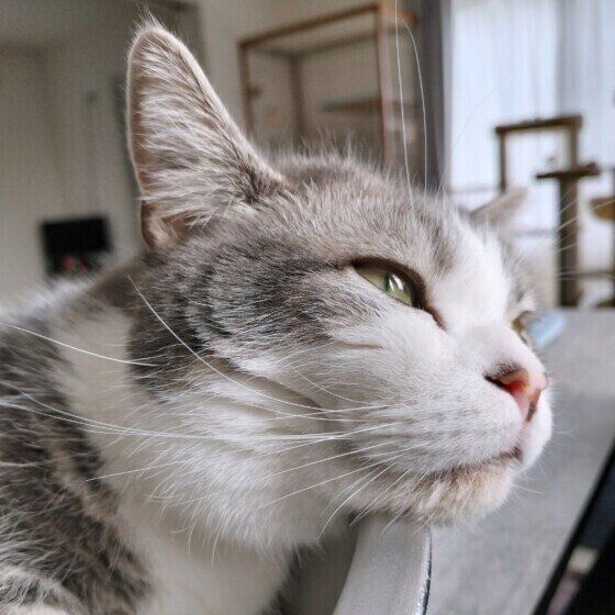 あご乗せする猫