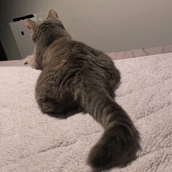マンチカン しっぽ