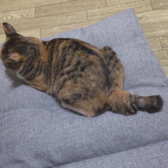 寝転がるMIXの女の子