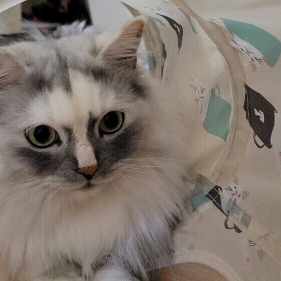 ラガマフィンのエアちゃん