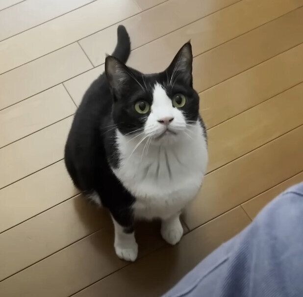 飼い主さんを見上げる猫