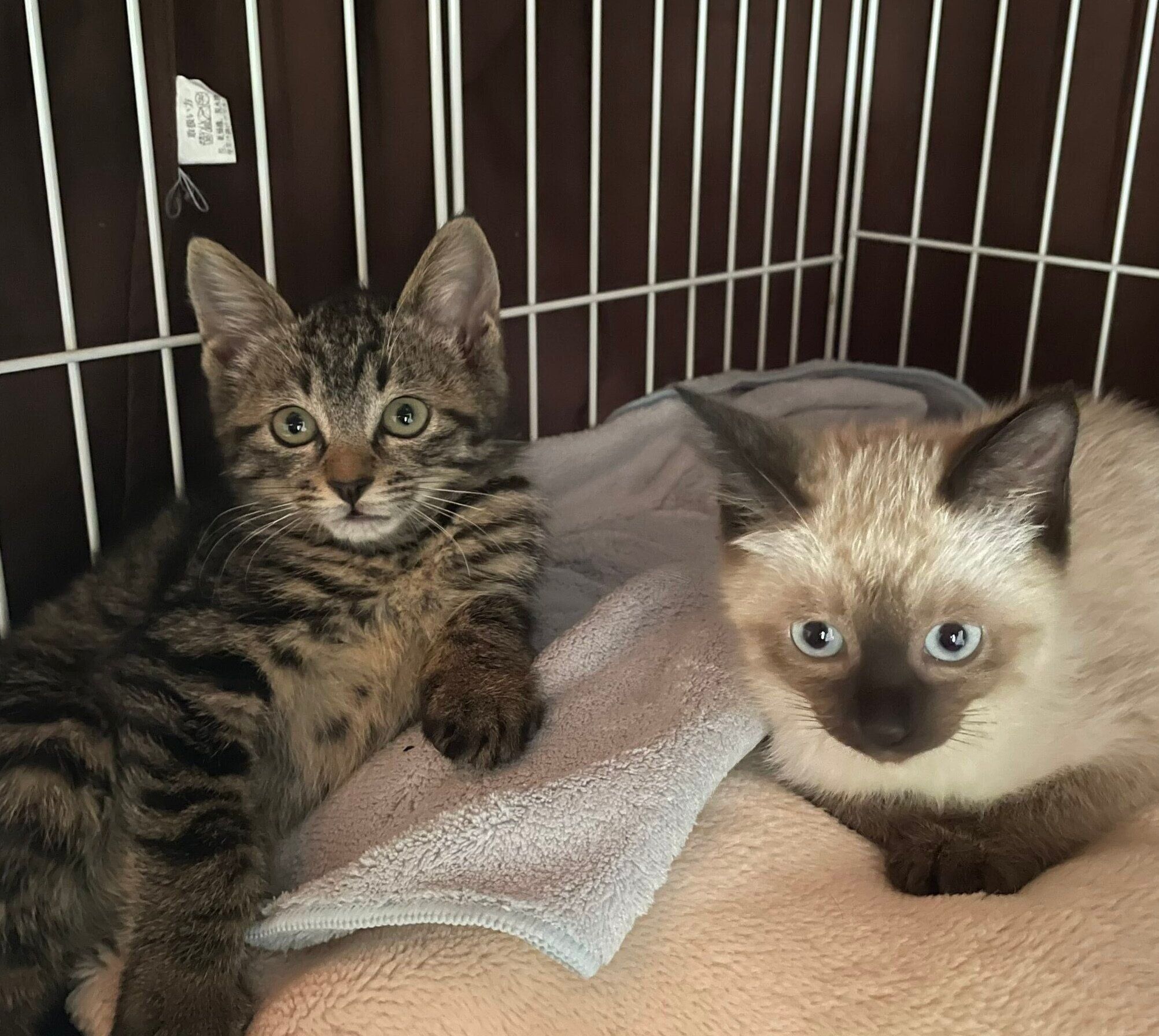 お迎えして間もないころのるちぇちゃん、もあちゃん。