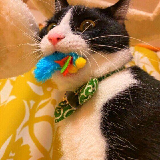 はちわれ　こんぶごはんくん