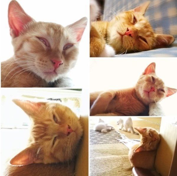 カメムシに一番必死になっていたとらおくんの寝顔