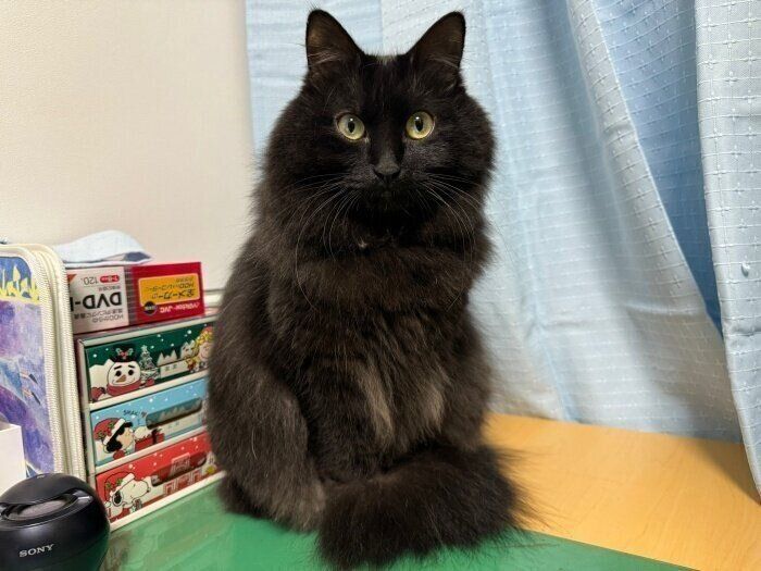 ビロードのような美しい被毛が素敵なボサちゃん