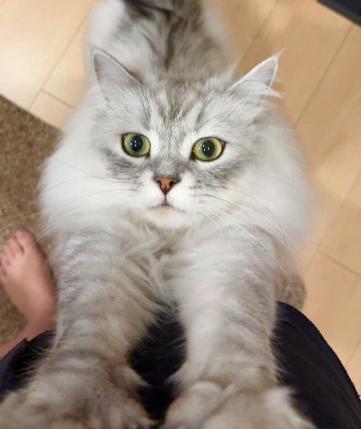 見つめるすぴくん