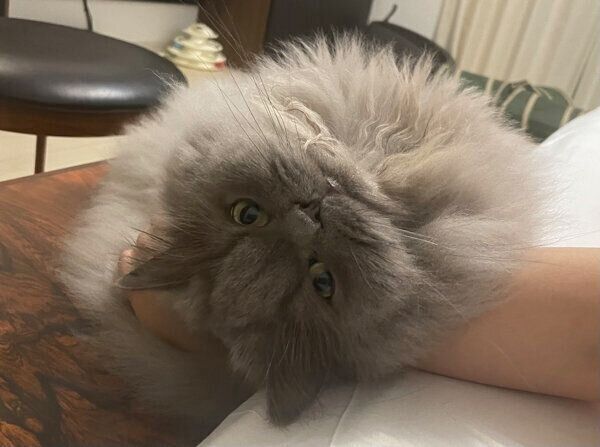 甘える勘吉さん