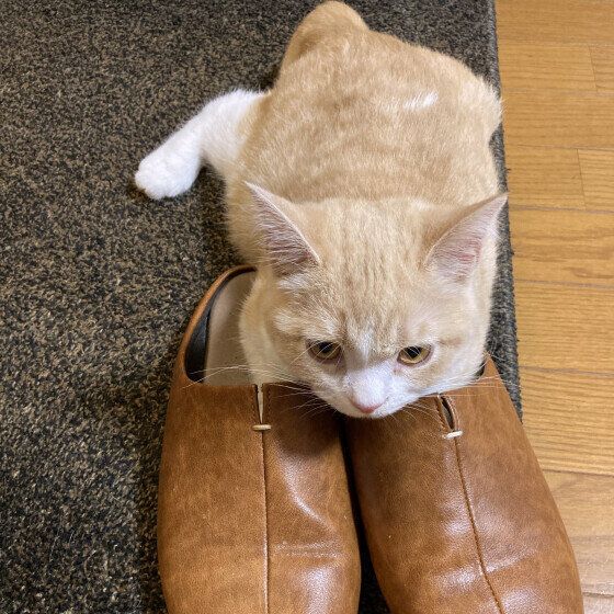 スリッパに前足を入れるマンチカン